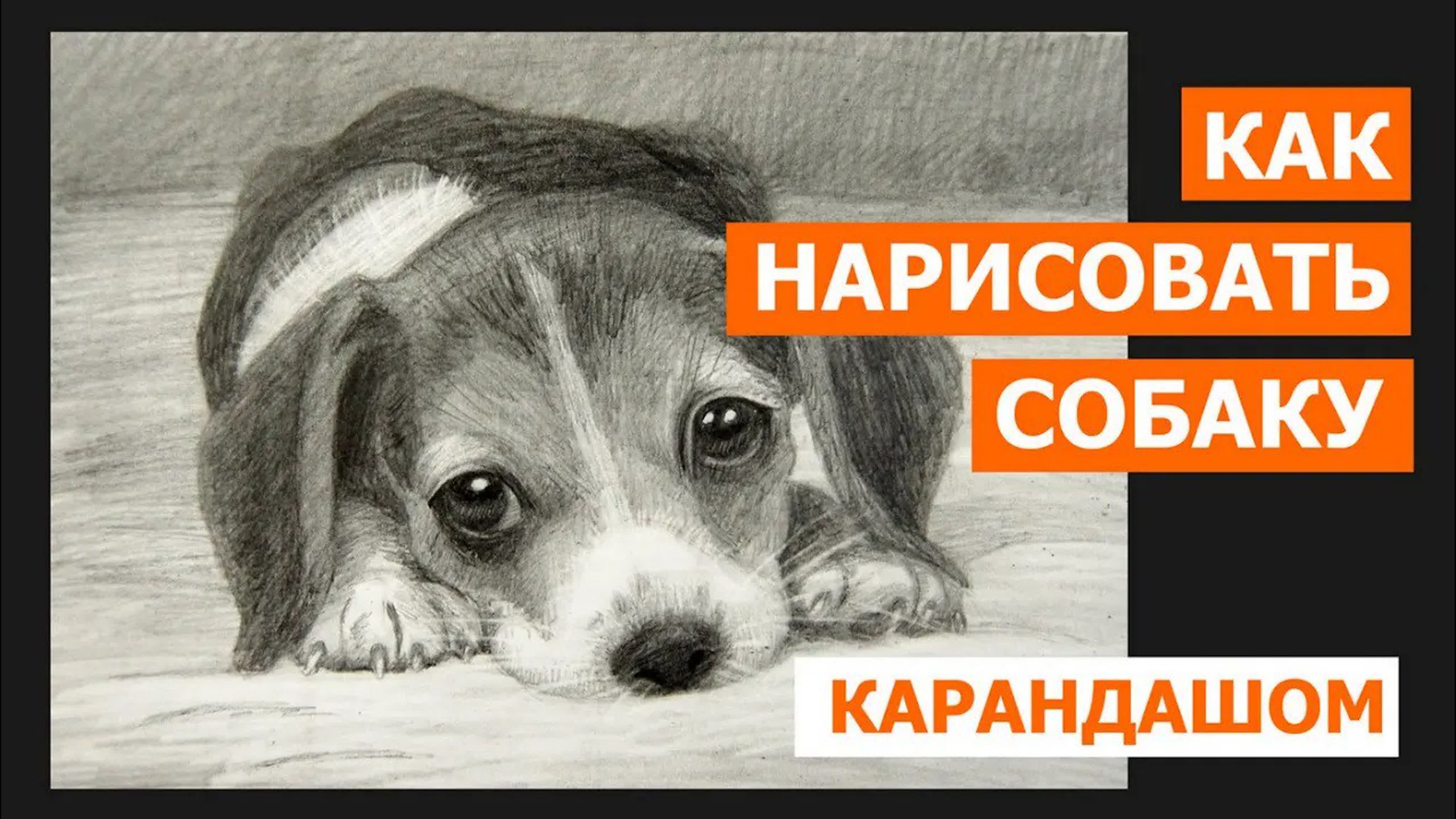 Как нарисовать щенка карандашом
