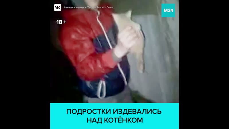 В пензе обсуждают видео с издевательством молодые над котёнком москва 24