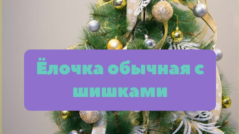 Ёлочки porn video – Искусственные ёлочки!