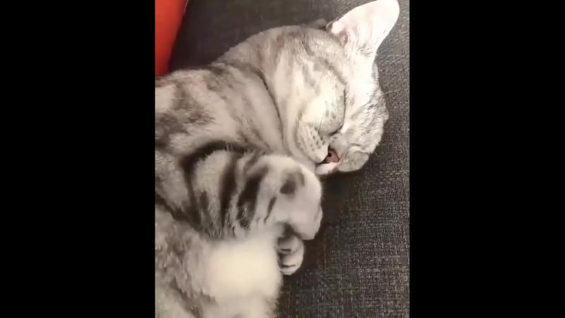 Пристин сиен (cat)