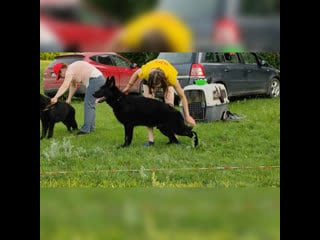 Hunter vom olster hof 🖤