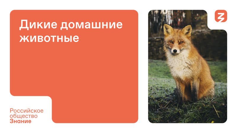 Дикие домашние молодые