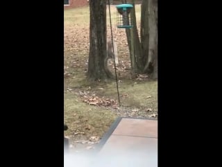 One way to keep squirrels from eating birdseed