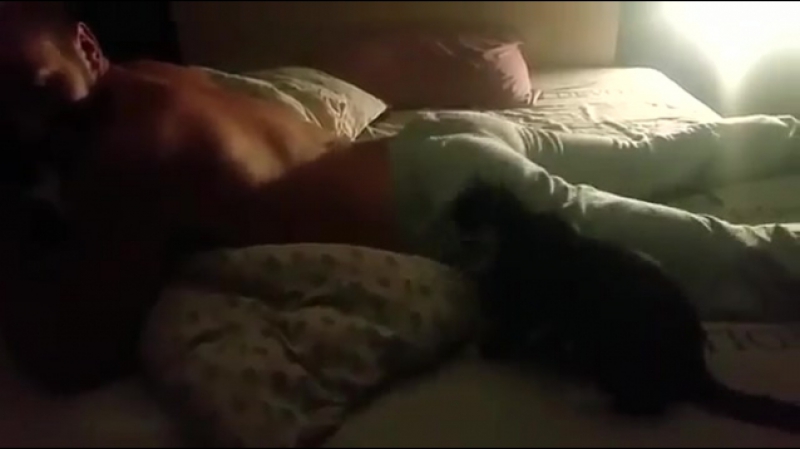 Кот и таинственные булки )))