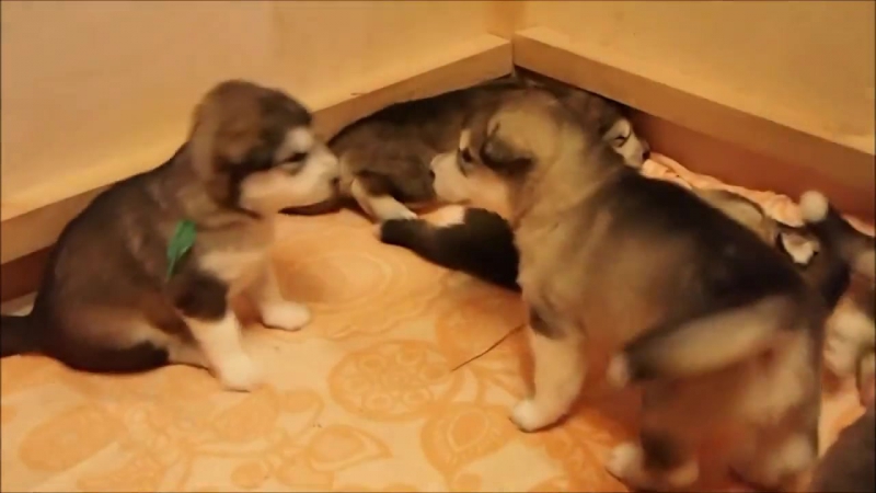 Щенки пород хаски и маламут