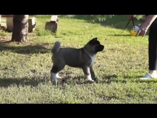 Продаётся девочка trupers stars luxury lady ( роскошная леди) 2 мес