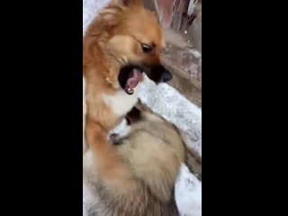 Гриша и кинсли снежки во дворе ' 2