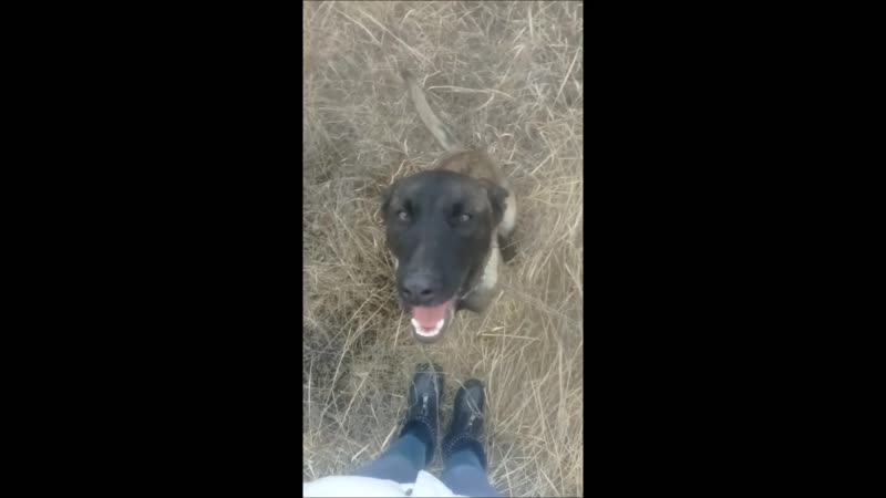 Бандитка предательский подзыв