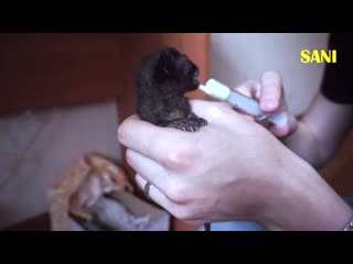[sanishow] спасение новорожденного котенка полная версия (english subtitles) / sani vlog
