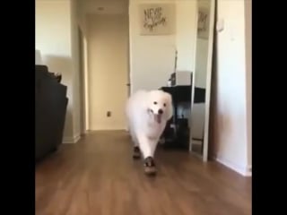 Shoob in socks