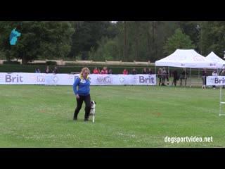 Finals michelle holmlund vallhunden peak border collie sweden