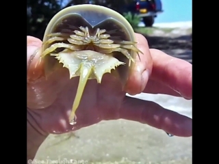 Horseshoe crab has 10 eyes, 12 claws and blue porn worth $15k per quart