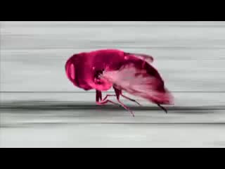 Bare egil band beggin