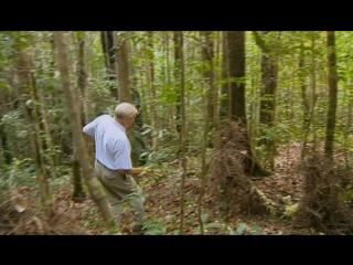 Bbc attenborough in paradise 4of7 bowerbirds the art of seduction