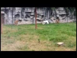 Отважный журавль дал отпор двум тиграм