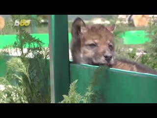 Family pet! crimean family takes in wolf pup during self isolation