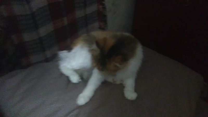 "ласка" умывается