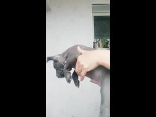 Американский булли || сын симбы и кайлы