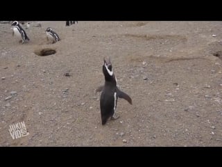 Crazy porn part 2 from the jukinvideo vault