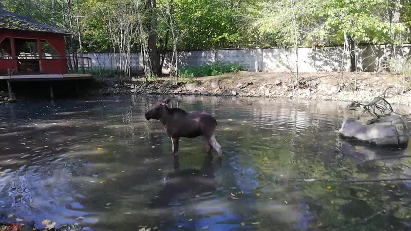 Лосенок мими радуется теплому солнышку (3)