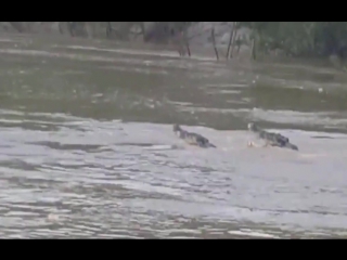 Гребнистые крокодилы самцы дерутся за тушу буйвола (male saltwater crocodiles fight over buffalo)