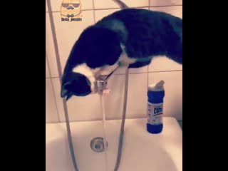 Funny and nice cats on instagram street workout подтягивания и выходы силой ⠀ самые смешные и озорные коты подписыва