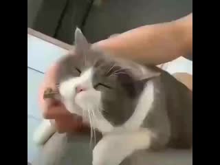 Cute cats clubb 20200321 015632 0 mp4