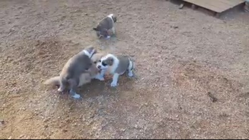 Зверское нападение алабаев на беззащитного коржика