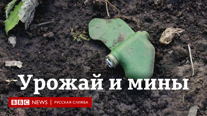 Сбор урожая на освобожденных территориях в украине картофель вперемежку с минами