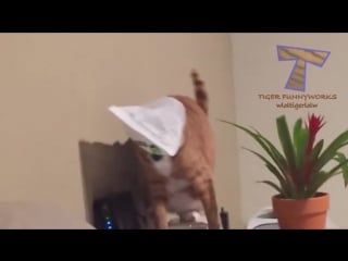 Cats will make you laugh your head off funny cat compilation