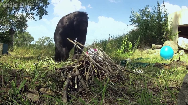 Bonobo (ateo)