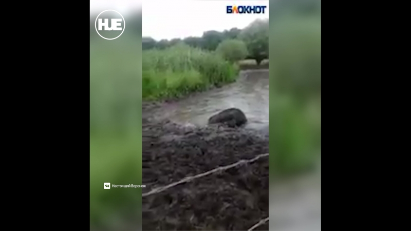 В воронежской области чуть не утонуло стадо коров