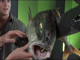 Звериные баталии лев против крокодила (discovery)