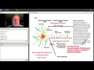 12th lecture kaplan step 1 ca anatomy(neuroscience) white jan 20, 2014