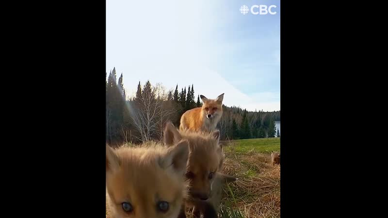 Приховані камери у лісах канади та кумедні звірі