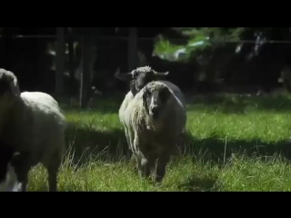 Https top4ik akki ru (1)