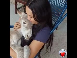 Просто девушка и ее ослик