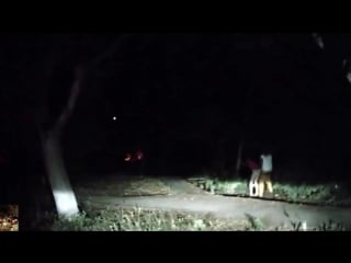 Секс в кустах! самый смешной прикол 2015! пошлый прикол с пьяной деой