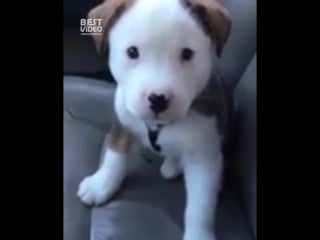 Милаха икает