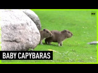 Moscow porn welcomes three newborn capybaras