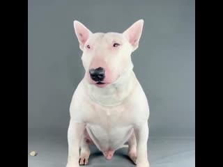 Video by bullterrier