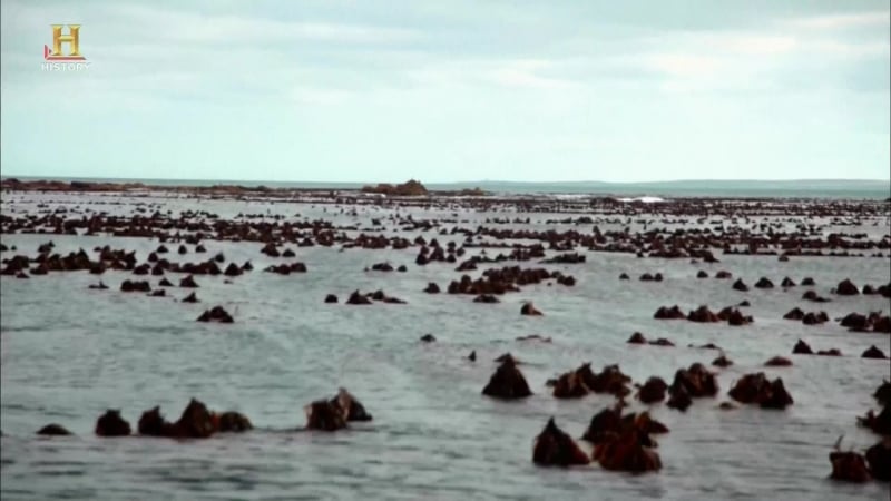 Акульи пастухи / shark wranglers / 6 серия / аллея акул