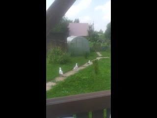 Серебртстые чайки гуляют и орут)