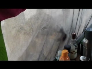 Lions licking water off a tent derick clegg