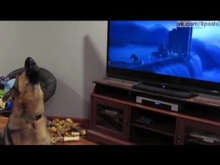 Молодые воет, смотря зоотопию (зверополис) / a dog watches a cartoon and reproduces the screams of the protagonists