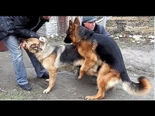 Вязка молодые hard mating first mating of german shepherds exclusive!!!!!одесса