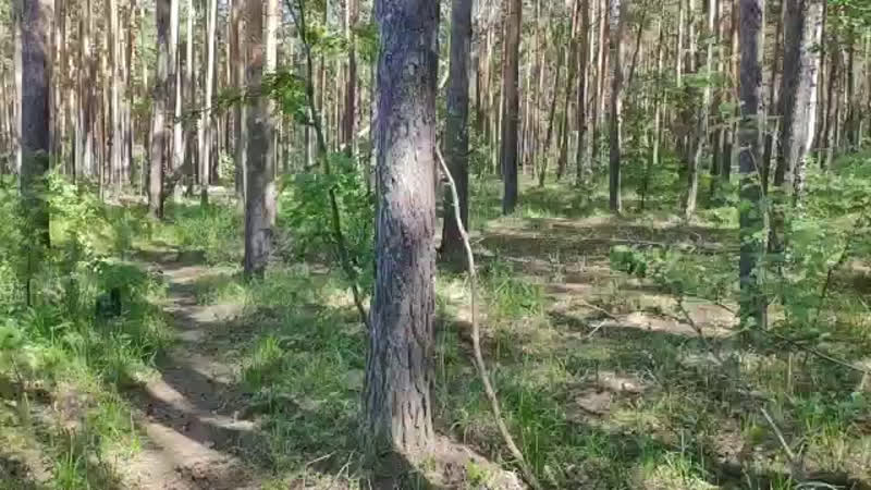 Sos❗вырубка леса в бору челябинска 🔪🌲