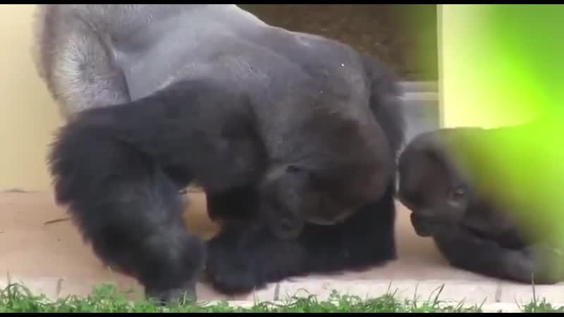 Отец и сын гориллы наблюдают за гусеницей