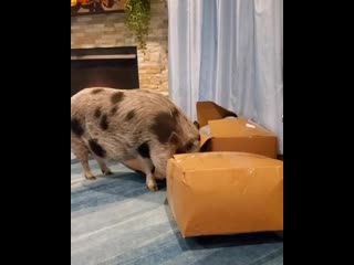 Кабанчик занимается распакоой