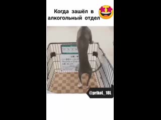 Когда зашёл в алкогольный отдел